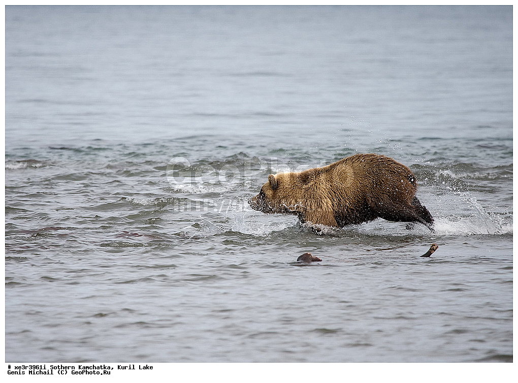 Ursus ARCTOS, ����� �������, �������, �������������, �����, �����, XYZ, ��������, Ursidae, ����� �������, ������������ �������, Ursus arctos