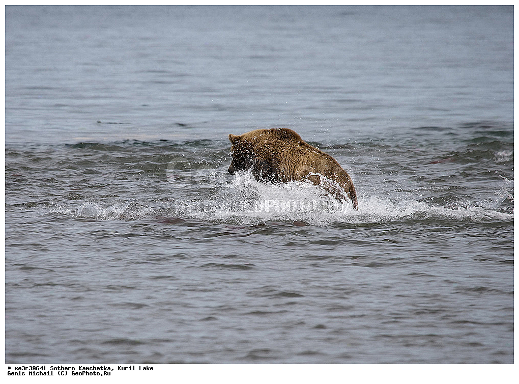 Ursus ARCTOS, ����� �������, �������, �������������, �����, �����, XYZ, ��������, Ursidae, ����� �������, ������������ �������, Ursus arctos