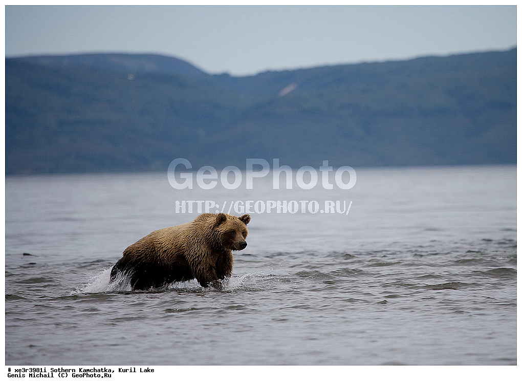 Ursus ARCTOS, ����� �������, �������, �������������, �����, �����, XYZ, ��������, Ursidae, ����� �������, ������������ �������, Ursus arctos