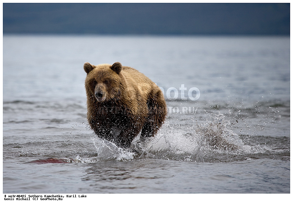 Ursus ARCTOS, ����� �������, �������, �������������, �����, �����, XYZ, ��������, Ursidae, ����� �������, ������������ �������, Ursus arctos