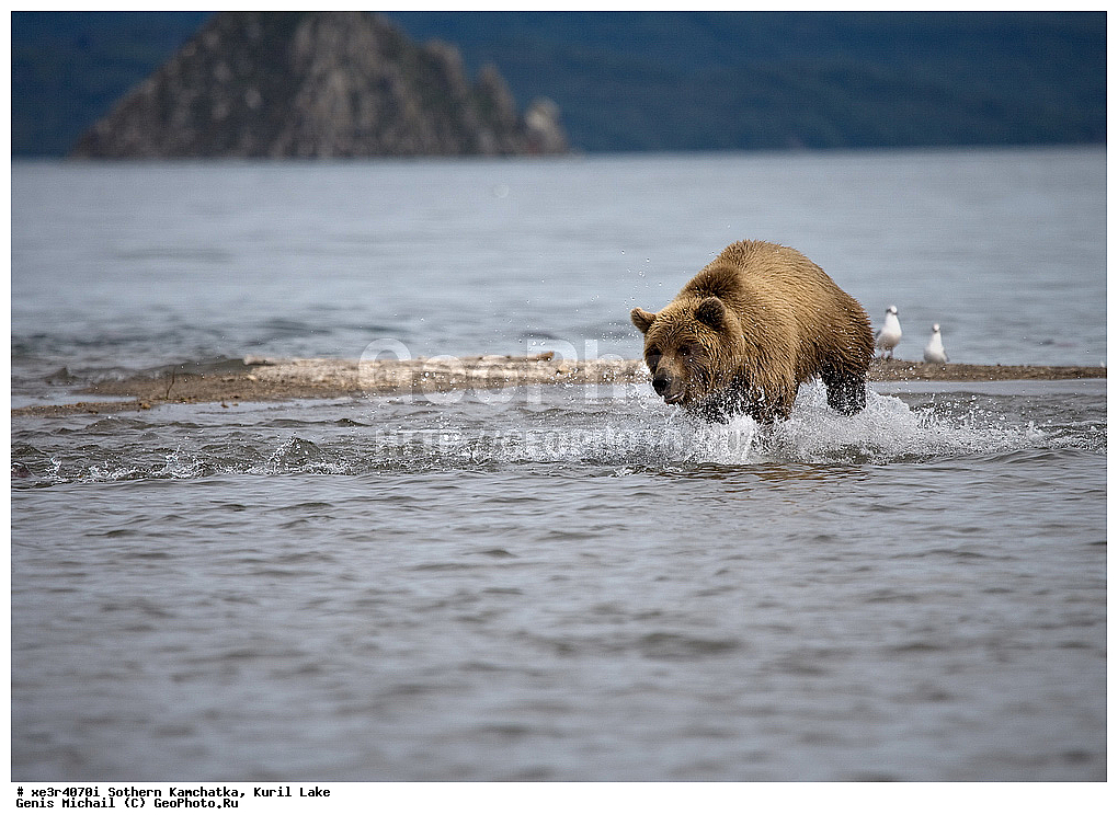Ursus ARCTOS, ����� �������, �������, �������������, �����, �����, XYZ, ��������, Ursidae, ����� �������, ������������ �������, Ursus arctos