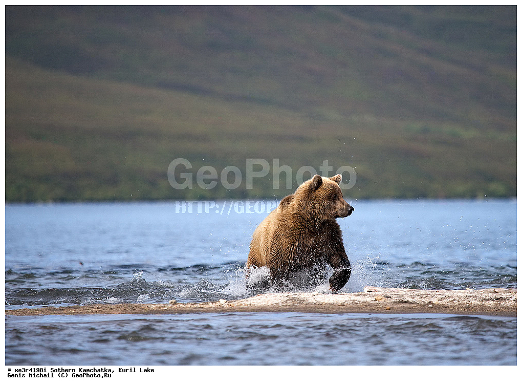 Ursus ARCTOS, ����� �������, �������, �������������, �����, �����, XYZ, ��������, Ursidae, ����� �������, ������������ �������, Ursus arctos