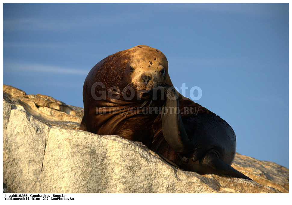 ����� �����, ���������� ��������, ���������� ����, ��������, ������, ��������, ��������, ������� �������������, ������� �������������, ������� �����, ������� �����, XYZ, ������� ������, Otariidae, �����, �������� ������� ���, Eumetopias jubatus