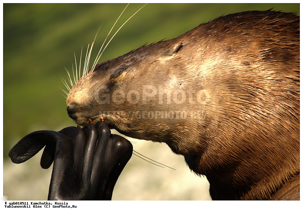 ����� �����, ���������� ��������, ���������� ����, ��������, ������, ��������, ��������, ������� �������������, ������� �������������, ������� �����, ������� �����, XYZ, ������� ������, Otariidae, �����, �������� ������� ���, Eumetopias jubatus