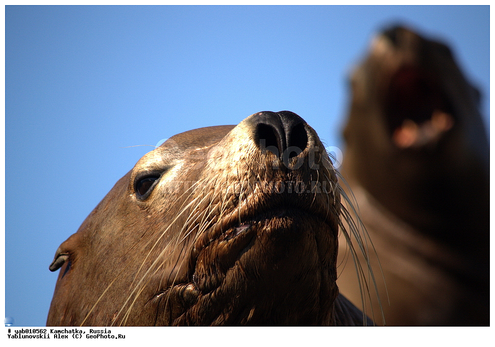 ����� �����, ���������� ��������, ���������� ����, ��������, ������, ��������, ��������, ������� �������������, ������� �������������, ������� �����, ������� �����, XYZ, ������� ������, Otariidae, �����, �������� ������� ���, Eumetopias jubatus