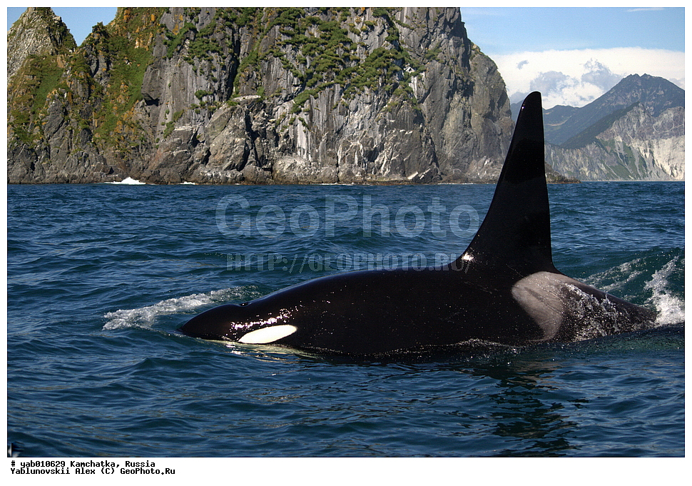 ����� �����, ���������� ��������, ���������� ����, ��������, ������, ��������, ��������, ������� �������������, ������� �������������, ������� �����, ������� �����, XYZ, ��������, �����������, Delphinidae, �������, Orcinus orca