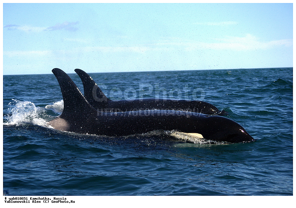 ����� �����, ���������� ��������, ���������� ����, ��������, ������, ��������, ��������, ������� �������������, ������� �������������, ������� �����, ������� �����, XYZ, ��������, �����������, Delphinidae, �������, Orcinus orca