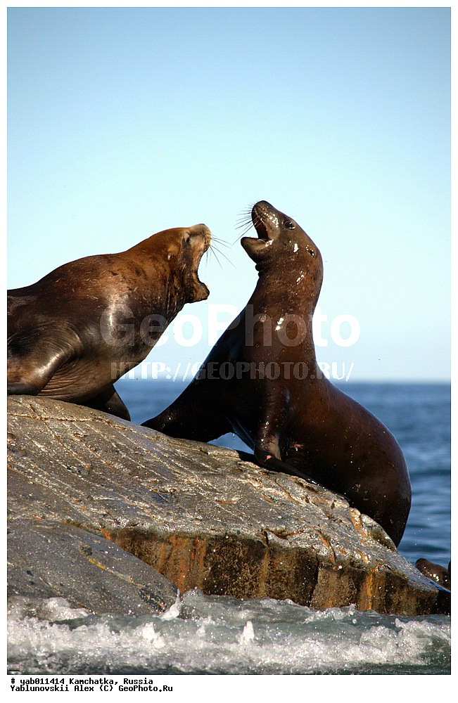 ����� �����, ���������� ��������, ���������� ����, ��������, ������, ��������, ��������, ������� �������������, ������� �������������, ������� �����, ������� �����, XYZ, ������� ������, Otariidae, �����, �������� ������� ���, Eumetopias jubatus