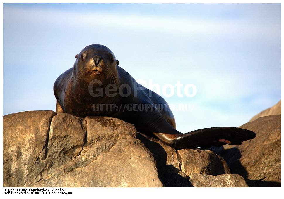 ����� �����, ���������� ��������, ���������� ����, ��������, ������, ��������, ��������, ������� �������������, ������� �������������, ������� �����, ������� �����, XYZ, ������� ������, Otariidae, �����, �������� ������� ���, Eumetopias jubatus