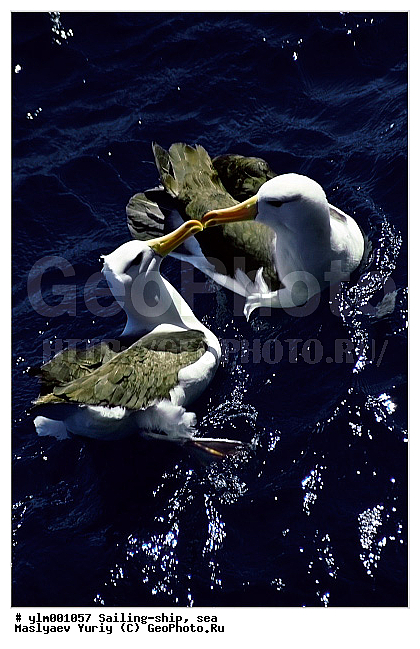 ������, ����, ����, ����, ���������, �����, ��������, ��������, ��������, �����������, �����, �����, ������� �����, ������� �����, XYZ, �������������, Diomedeidae, ����������� ���������, Thalassarche melanophris, Thalassarche melanophrys, Diomedea melanophris