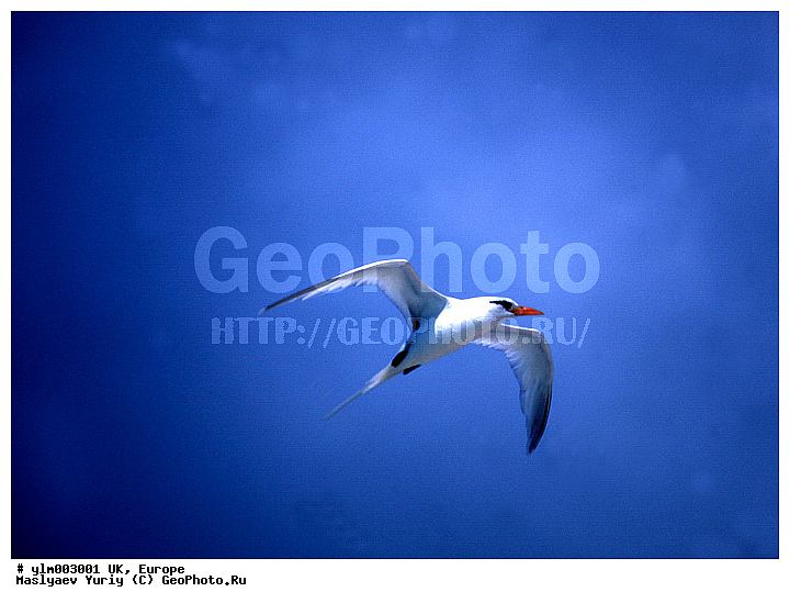 ���������� �������, �������, ������, ������� ������, ����, �������, �����, �����, �����, �����, ��������, ��������, �����, �����, ��������, �����������, ������� �����, ������� �����, XYZ, ����������, Phaethontidae, ����������� ������, Phaethon lepturus