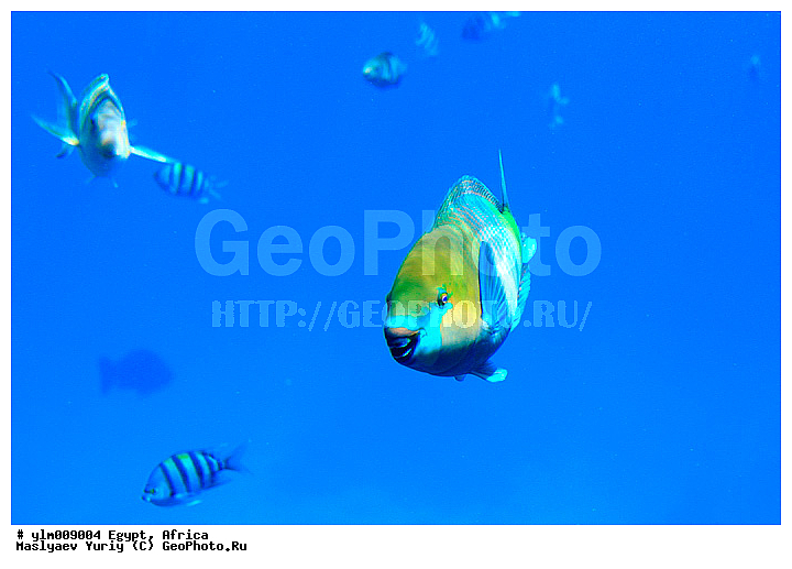 ������, ������, ����-���-����, ���������, ��� �����, ����, ����, ���, �������