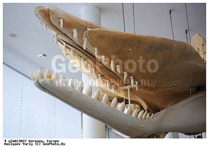 �����������, ��������, ������, ��������, ����, �������, �����, ������, �������, �������, ��������