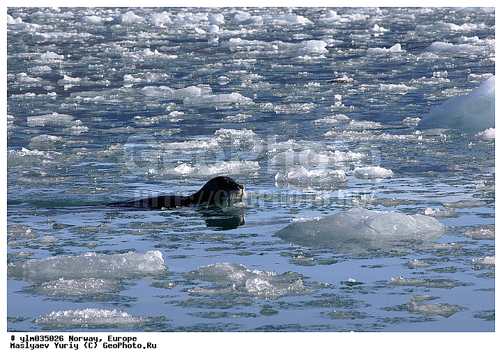 ��������, ��������� ����������, ����, ����, ������� �����, ��������, ��������, ������, ������� �������������, ������� �������������, ������� �����, XYZ, ��������� ������, Phocidae, ������, ������� ����, Erignathus barbatus, ������� �������������, ������� �������������, ������� �����, XYZ, ��������� ������, Phocidae, ������, ������� ����, Erignathus barbatus