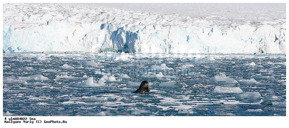 �����, ��������, ����������, ���, ����, ����, �������, ������� ������, ������