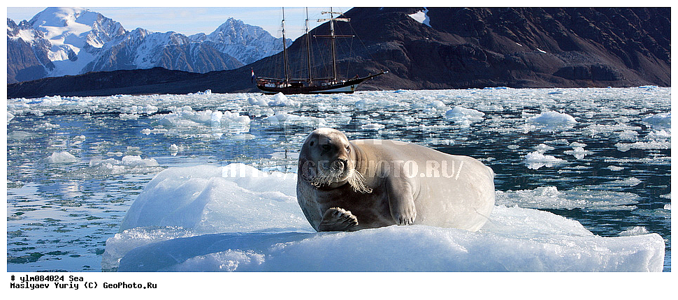 �����, ��������, ����������, ���, ����, �������, ������� ������, ������