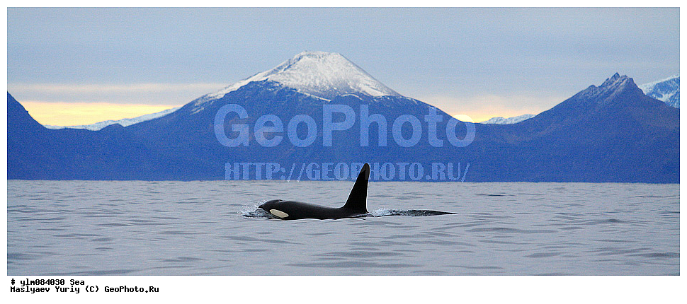 �����, ����, ��������, ����, �������, ������� ������, ������, �������