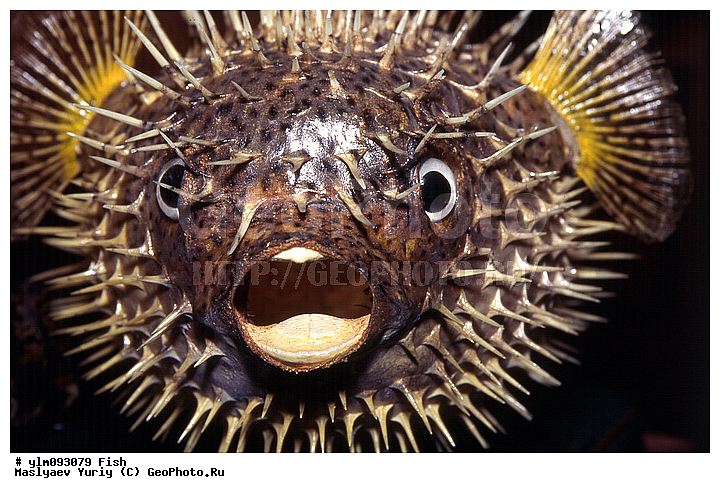 ����, �������, �������, ����