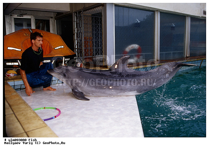 �������, �����������, ������������, ������, �������