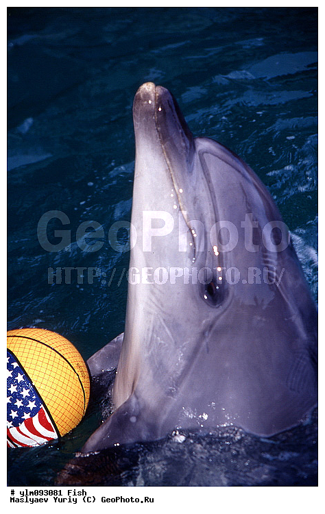 ����������, �������, �����������, ���