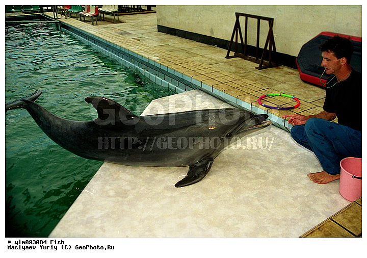 �������, �����������, ������������, ������, �������