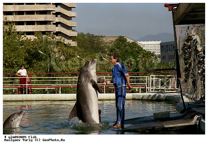 �������, �����������, ������������, ������, �������