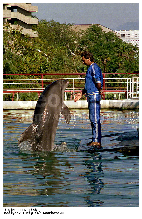 �������, �����������, ������������, ������, �������