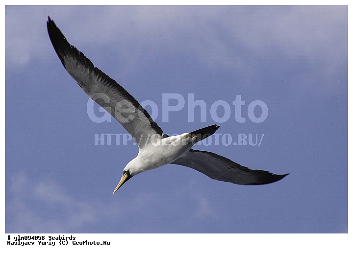 � ������, ������, ������, ������� �����, �����, �����, ��������, ��������, �����, �����, ��������, �����������, ������� �����, ������� �����, XYZ, ��������, Sulidae, ����������� �����, �������� �����, ����� �����, Sula dactylatra