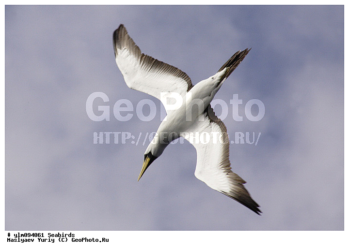 � ������, ������, ������, ������� �����, �����, �����, ��������, ��������, �����, �����, ��������, �����������, ������� �����, ������� �����, XYZ, ��������, Sulidae, ����������� �����, �������� �����, ����� �����, Sula dactylatra