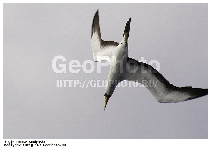 � ������, ������, ������, ������� �����, �����, �����, ��������, ��������, �����, �����, ��������, �����������, ������� �����, ������� �����, XYZ, ��������, Sulidae, ����������� �����, �������� �����, ����� �����, Sula dactylatra