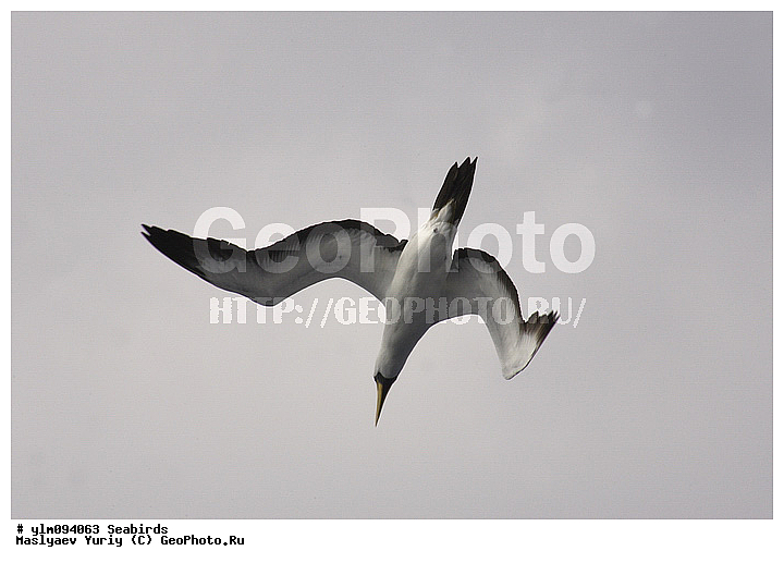 � ������, ������, ������, ������� �����, �����, �����, ��������, ��������, �����, �����, ��������, �����������, ������� �����, ������� �����, XYZ, ��������, Sulidae, ����������� �����, �������� �����, ����� �����, Sula dactylatra