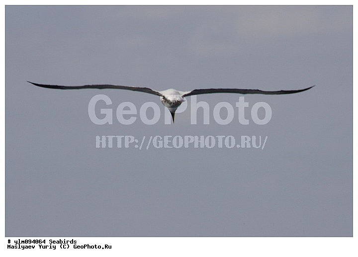 � ������, ������, ������, ������� �����, �����, �����, ��������, ��������, �����, �����, ��������, �����������, ������� �����, ������� �����, XYZ, ��������, Sulidae, ����������� �����, �������� �����, ����� �����, Sula dactylatra