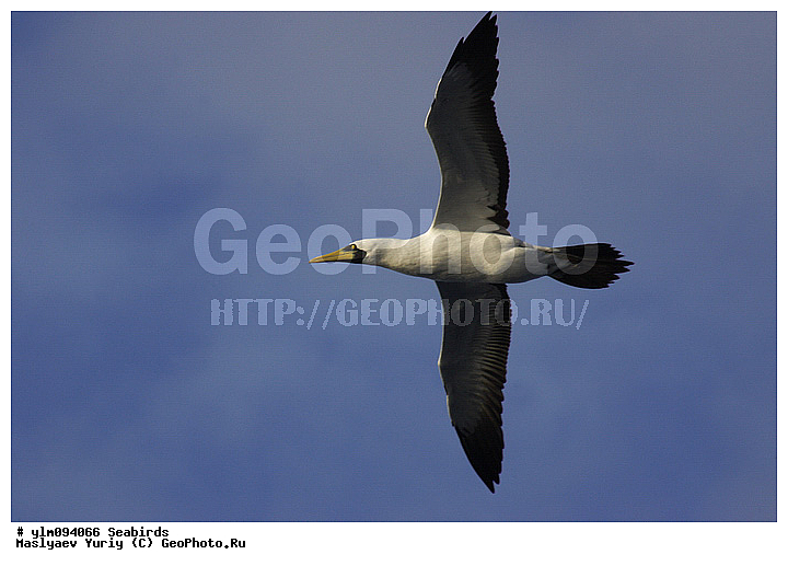 � ������, ������, ������, ������� �����, �����, �����, ��������, ��������, �����, �����, ��������, �����������, ������� �����, ������� �����, XYZ, ��������, Sulidae, ����������� �����, �������� �����, ����� �����, Sula dactylatra