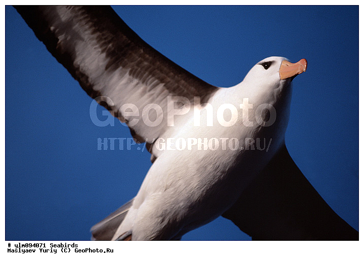 � ������, ������, ������, ������� �����, �����, �����, ��������, ��������, ��������, �����������, �����, �����, ������� �����, ������� �����, XYZ, �������������, Diomedeidae, ����������� ���������, Thalassarche melanophris, Thalassarche melanophrys, Diomedea melanophris