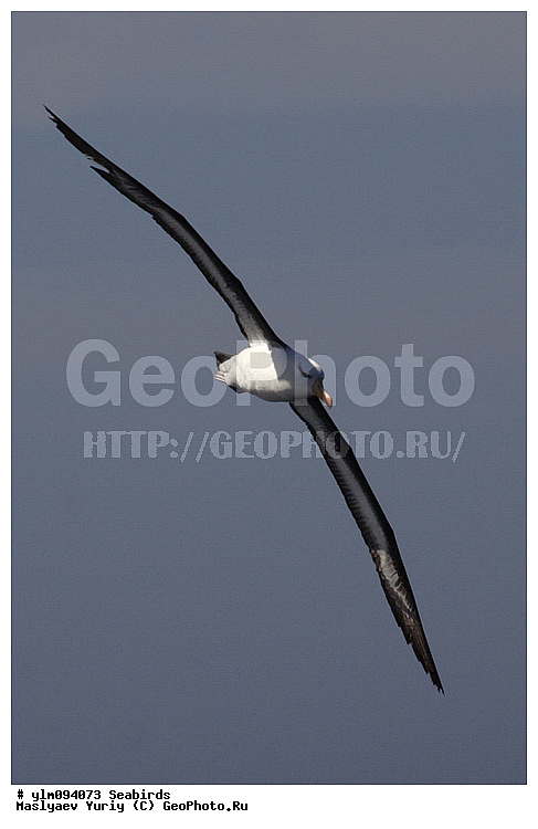 � ������, ������, ������, ������� �����, �����, �����, ��������, ��������, ��������, �����������, �����, �����, ������� �����, ������� �����, XYZ, �������������, Diomedeidae, ����������� ���������, Thalassarche melanophris, Thalassarche melanophrys, Diomedea melanophris