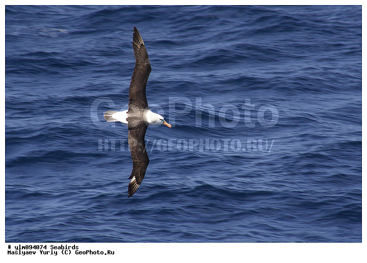 � ������, ������, ������, ������� �����, �����, �����, ��������, ��������, ��������, �����������, �����, �����, ������� �����, ������� �����, XYZ, �������������, Diomedeidae, ����������� ���������, Thalassarche melanophris, Thalassarche melanophrys, Diomedea melanophris