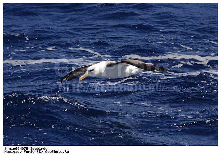 � ������, ������, ������, ������� �����, �����, �����, ��������, ��������, ��������, �����������, �����, �����, ������� �����, ������� �����, XYZ, �������������, Diomedeidae, ����������� ���������, Thalassarche melanophris, Thalassarche melanophrys, Diomedea melanophris