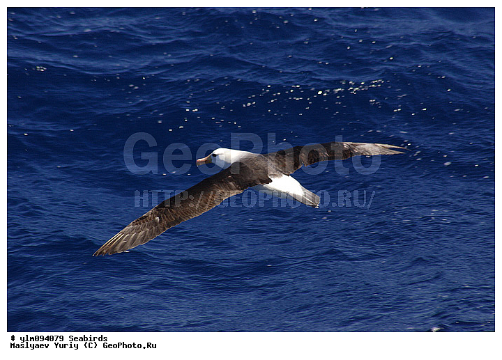 � ������, ������, ������, ������� �����, �����, �����, ��������, ��������, ��������, �����������, �����, �����, ������� �����, ������� �����, XYZ, �������������, Diomedeidae, ����������� ���������, Thalassarche melanophris, Thalassarche melanophrys, Diomedea melanophris