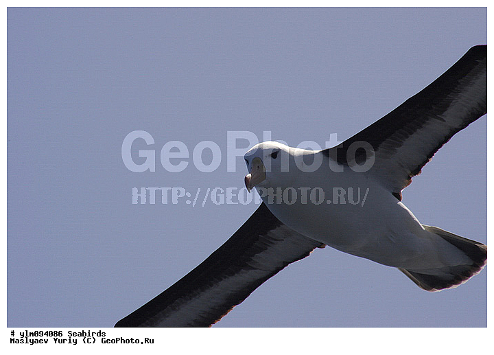 � ������, ������, ������, ������� �����, �����, �����, ��������, ��������, ��������, �����������, �����, �����, ������� �����, ������� �����, XYZ, �������������, Diomedeidae, ����������� ���������, Thalassarche melanophris, Thalassarche melanophrys, Diomedea melanophris