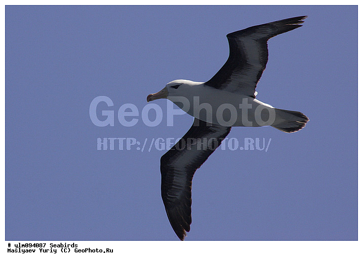 � ������, ������, ������, ������� �����, �����, �����, ��������, ��������, ��������, �����������, �����, �����, ������� �����, ������� �����, XYZ, �������������, Diomedeidae, ����������� ���������, Thalassarche melanophris, Thalassarche melanophrys, Diomedea melanophris