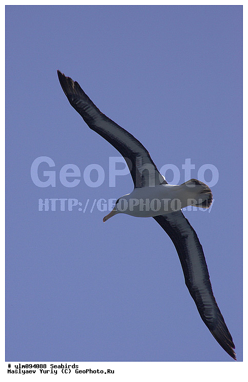 � ������, ������, ������, ������� �����, �����, �����, ��������, ��������, ��������, �����������, �����, �����, ������� �����, ������� �����, XYZ, �������������, Diomedeidae, ����������� ���������, Thalassarche melanophris, Thalassarche melanophrys, Diomedea melanophris