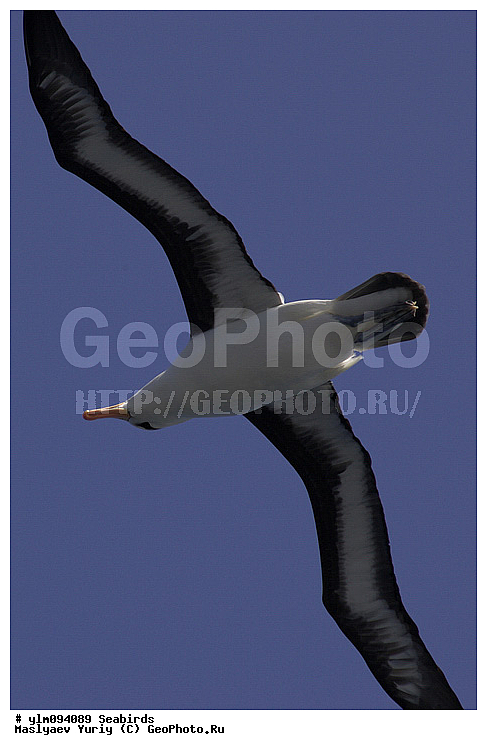 � ������, ������, ������, ������� �����, �����, �����, ��������, ��������, ��������, �����������, �����, �����, ������� �����, ������� �����, XYZ, �������������, Diomedeidae, ����������� ���������, Thalassarche melanophris, Thalassarche melanophrys, Diomedea melanophris