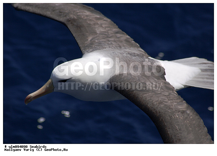 � ������, ������, ������, ������� �����, �����, �����, ��������, ��������, ��������, �����������, �����, �����, ������� �����, ������� �����, XYZ, �������������, Diomedeidae, ����������� ���������, Thalassarche melanophris, Thalassarche melanophrys, Diomedea melanophris