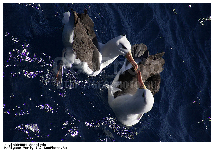 ������, ����, ������� �����, ����, �����, ��������, ��������, ��������, �����������, �����, �����, ������� �����, ������� �����, XYZ, �������������, Diomedeidae, ����������� ���������, Thalassarche melanophris, Thalassarche melanophrys, Diomedea melanophris