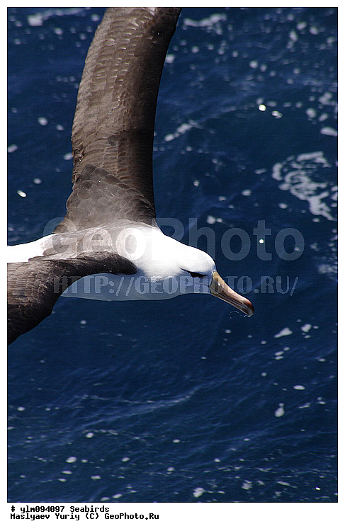 � ������, ������, ������, ������� �����, �����, �����, ��������, ��������, ��������, �����������, �����, �����, ������� �����, ������� �����, XYZ, �������������, Diomedeidae, ����������� ���������, Thalassarche melanophris, Thalassarche melanophrys, Diomedea melanophris