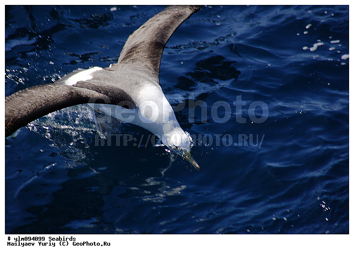 � ������, ������, ������, ������� �����, �����, �����, ��������, ��������, ��������, �����������, �����, �����, ������� �����, ������� �����, XYZ, �������������, Diomedeidae, ����������� ���������, Thalassarche melanophris, Thalassarche melanophrys, Diomedea melanophris