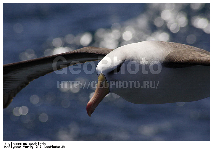 � ������, ������, ������, ������� �����, �����, �����, ��������, ��������, ��������, �����������, �����, �����, ������� �����, ������� �����, XYZ, �������������, Diomedeidae, ����������� ���������, Thalassarche melanophris, Thalassarche melanophrys, Diomedea melanophris