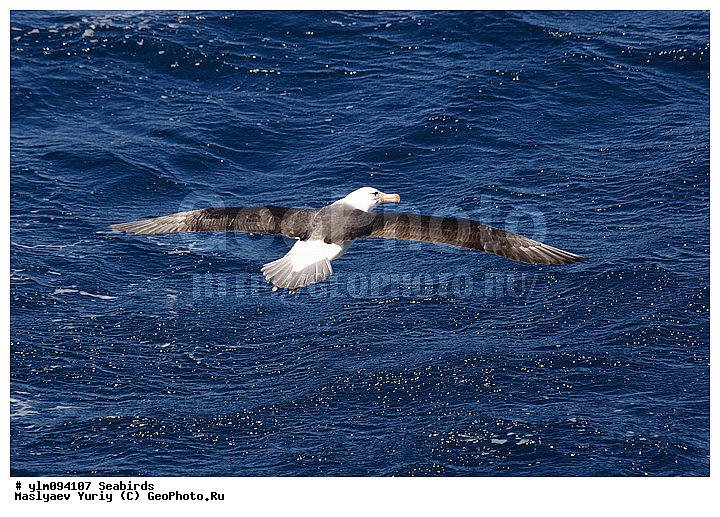 � ������, ������, ������, ������� �����, �����, �����, ��������, ��������, ��������, �����������, �����, �����, ������� �����, ������� �����, XYZ, �������������, Diomedeidae, ����������� ���������, Thalassarche melanophris, Thalassarche melanophrys, Diomedea melanophris