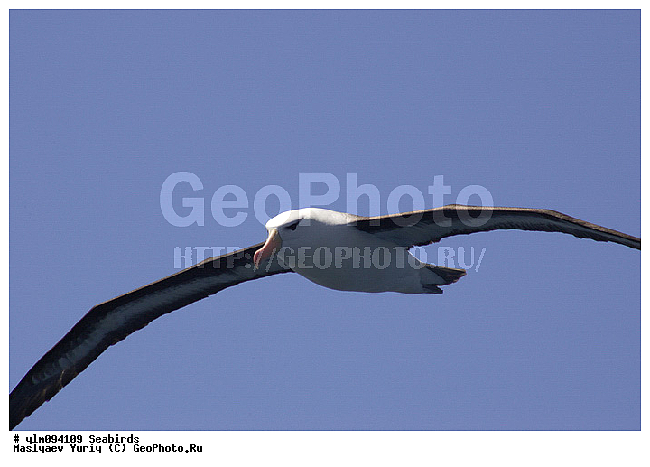 � ������, ������, ������, ������� �����, �����, �����, ��������, ��������, ��������, �����������, �����, �����, ������� �����, ������� �����, XYZ, �������������, Diomedeidae, ����������� ���������, Thalassarche melanophris, Thalassarche melanophrys, Diomedea melanophris