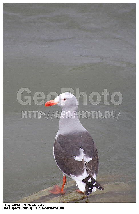 ������� �����, �����, ��������, ��������, �����, �����, ��������, �����������, ������� �����, ������� �����, XYZ, ��������, Laridae, ����������� �����, Leucophaeus scoresbi, Larus scoresbii, ��������, ��������, �����, �����, ��������, �����������, ������� �����, ������� �����, XYZ, ��������, Laridae, ����������� �����, Leucophaeus scoresbi, Larus scoresbii